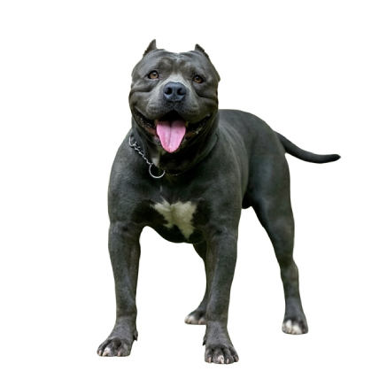 Pet Image